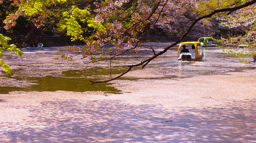 Spring Photograph - Spring Lake by Makoto Honda