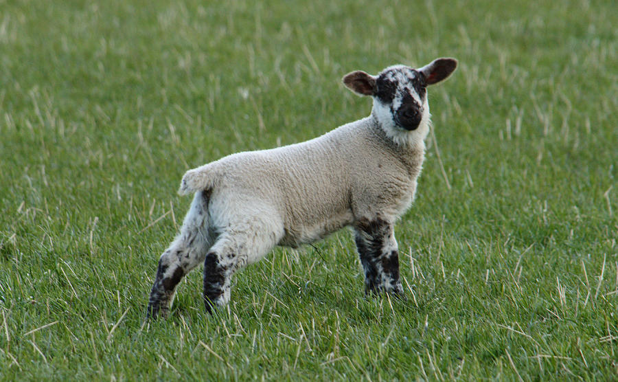 Spring Lamb Photograph by Adrian Wale