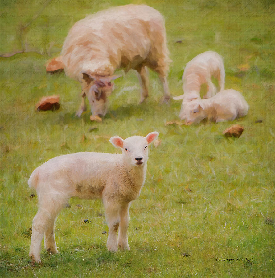 Sheep Photograph - Spring Lamb by Bellesouth Studio