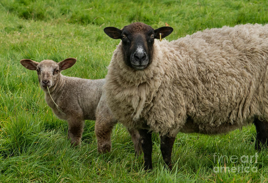 Spring Lamb Photograph by Chris Horsnell