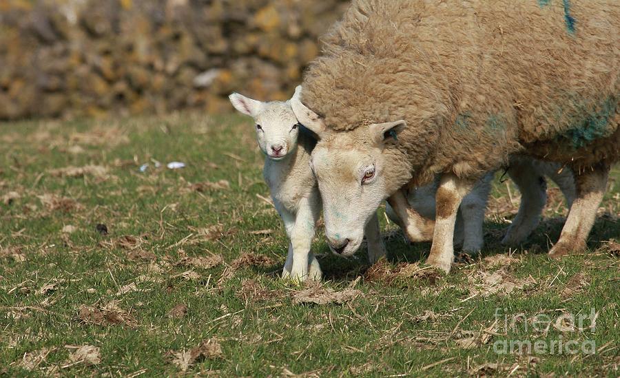 Animal Photograph - Spring Lamb by Franco De Luca Calce Wildlife Photographer