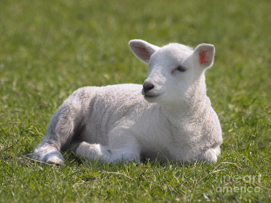 Spring Lamb Photograph by Steev Stamford