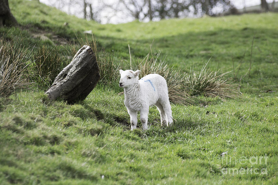 Spring Lamb Photograph by Steve Purnell