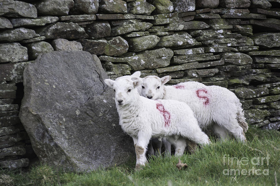 Spring Lambs 1 Photograph by Steve Purnell