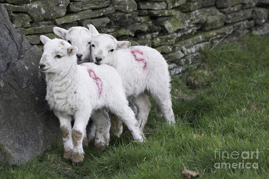 Spring Lambs 2 Photograph by Steve Purnell