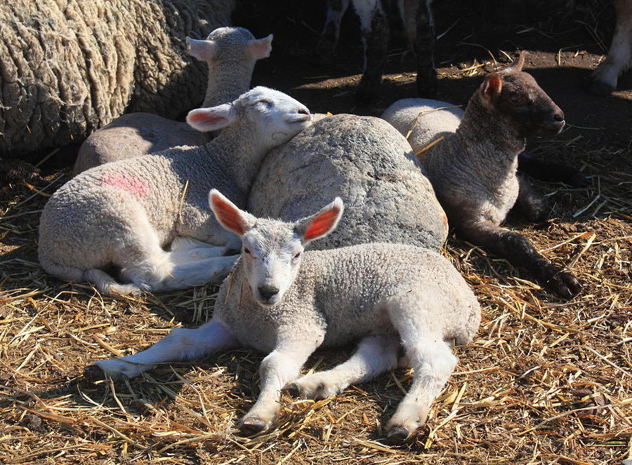 Spring Lambs Photograph by David Matthews