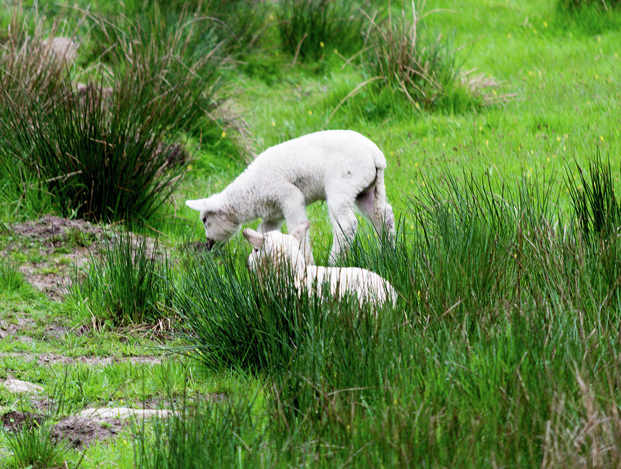 Spring Lambs Eating In The Tall Grass Photograph by Scott Lyons