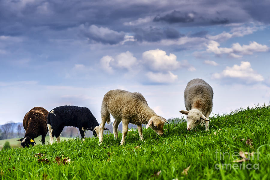 Lamb Photograph - Spring Lambs Grazing by Thomas R Fletcher
