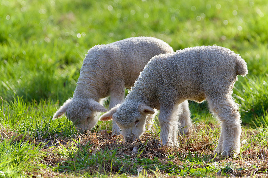 Spring Lambs Photograph by Rachel Morrison
