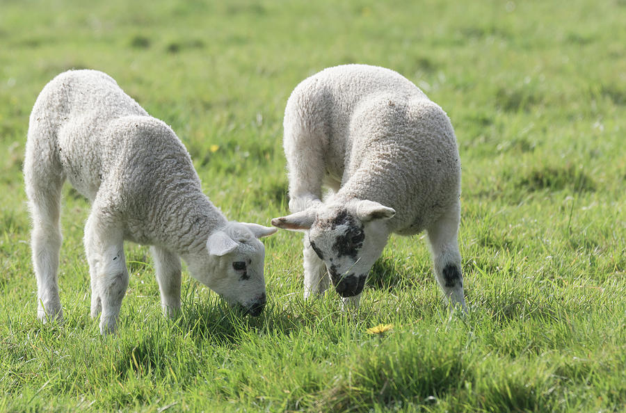 Spring Lambs Photograph by Scott Carruthers