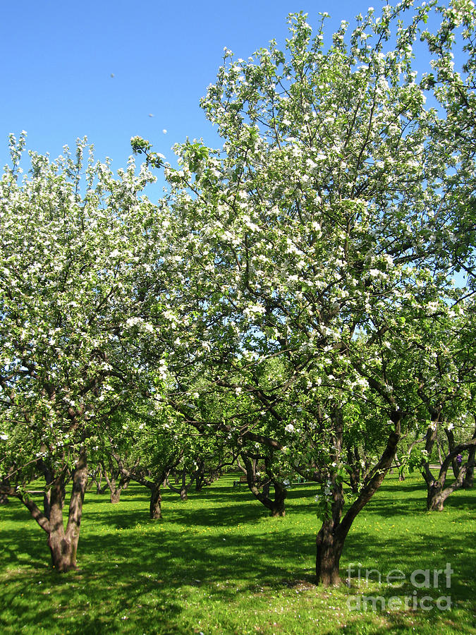 Spring landscape - apple garden in blossom Photograph by Irina Afonskaya