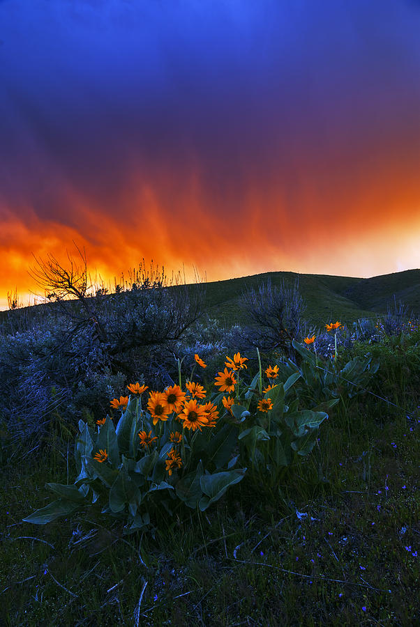 Spring landscape in Boise Idaho USA Photograph by Vishwanath Bhat