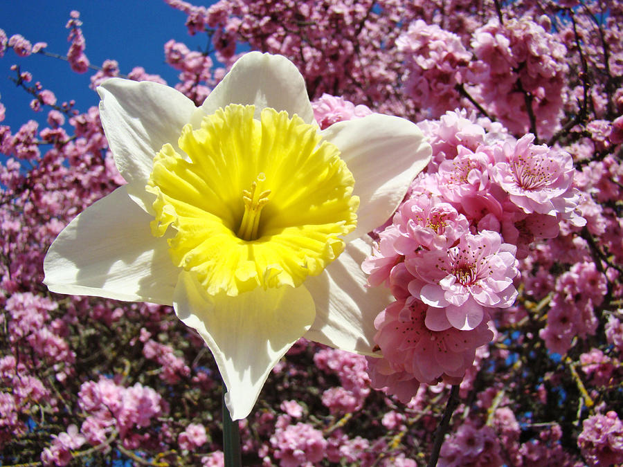 Spring Landscape Pink Tree Blossoms Yellow Daffodils Baslee Troutman ...