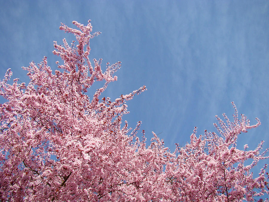 Spring Photograph - Spring Landscape Pink Trees Blossoms Blue Sky Baslee Troutman by Patti Baslee