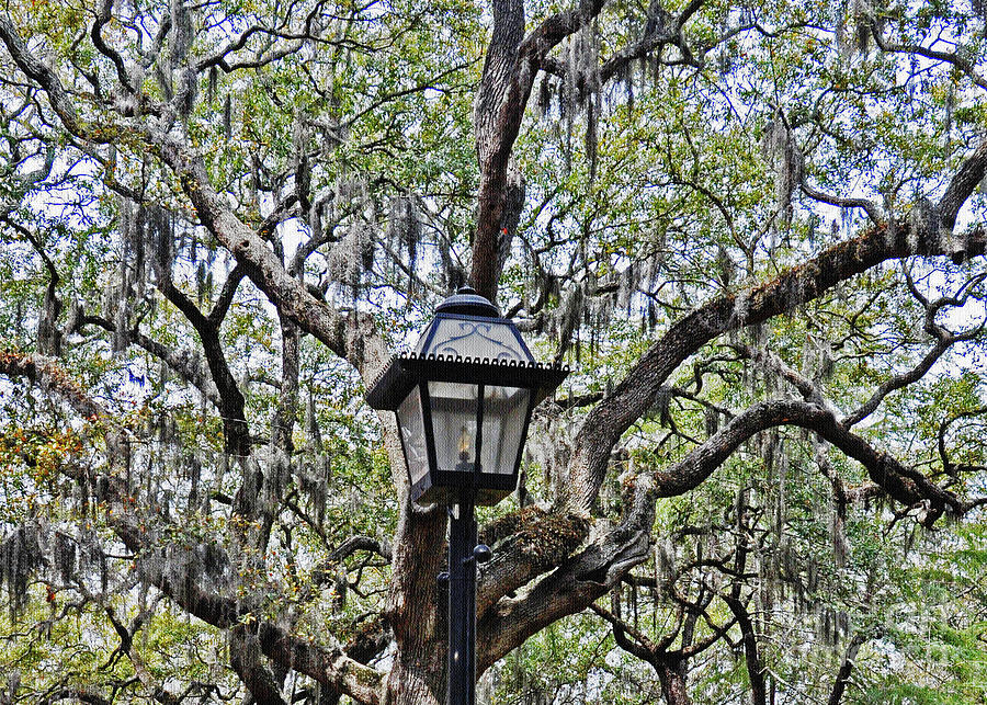 Spring Lantern 2 Photograph by Lydia Holly