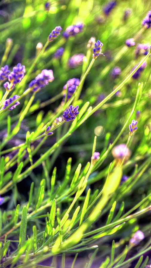Spring Lavender Photograph by Jerry Sodorff