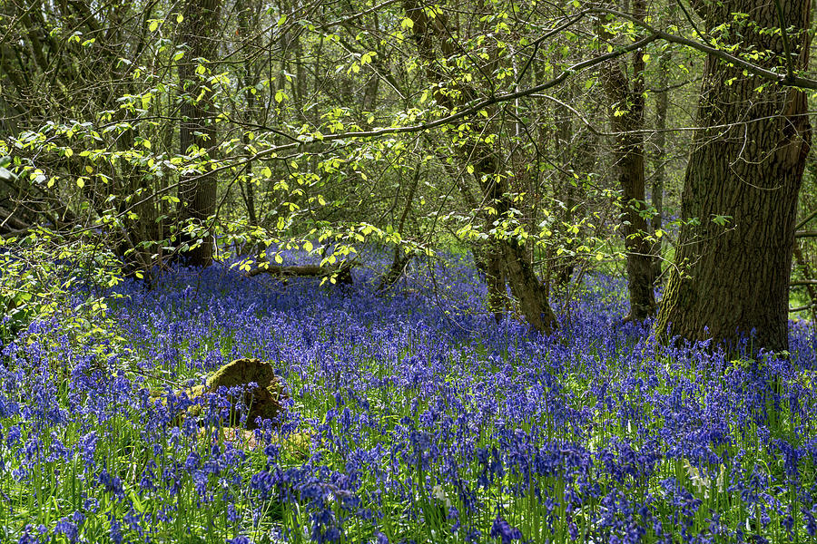 Spring leaves and bluebells Photograph by Gary Eason