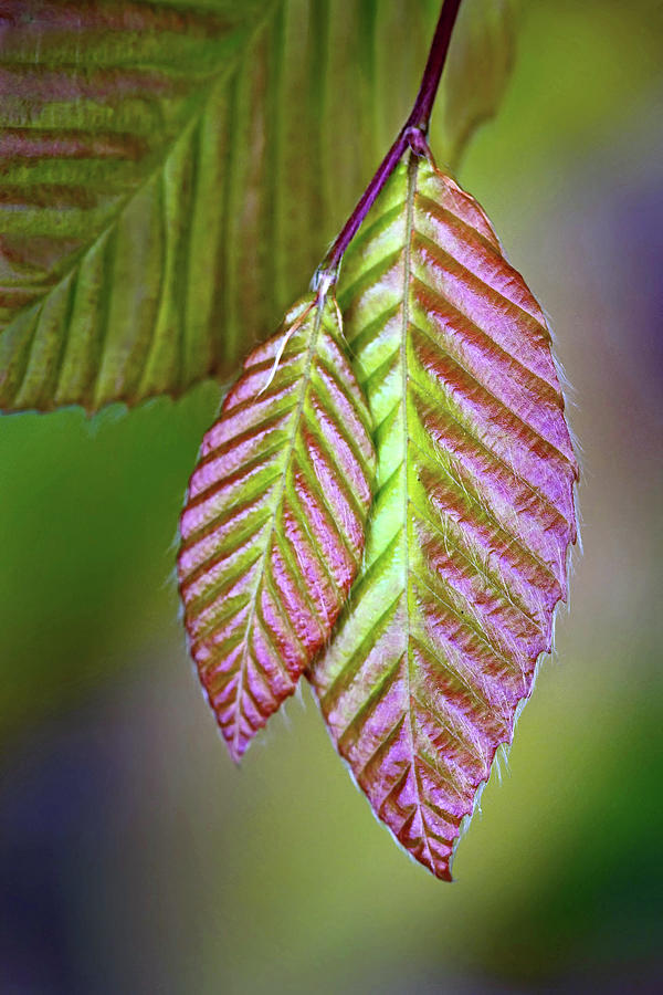 Spring leaves Photograph by Carolyn Derstine