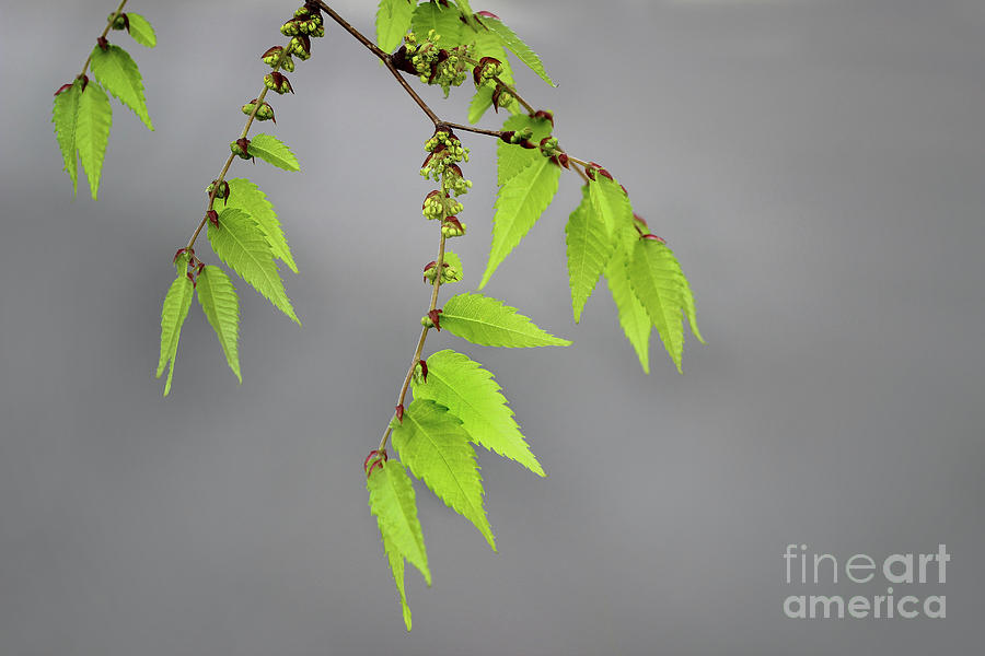 Spring Leaves Photograph by Karen Adams
