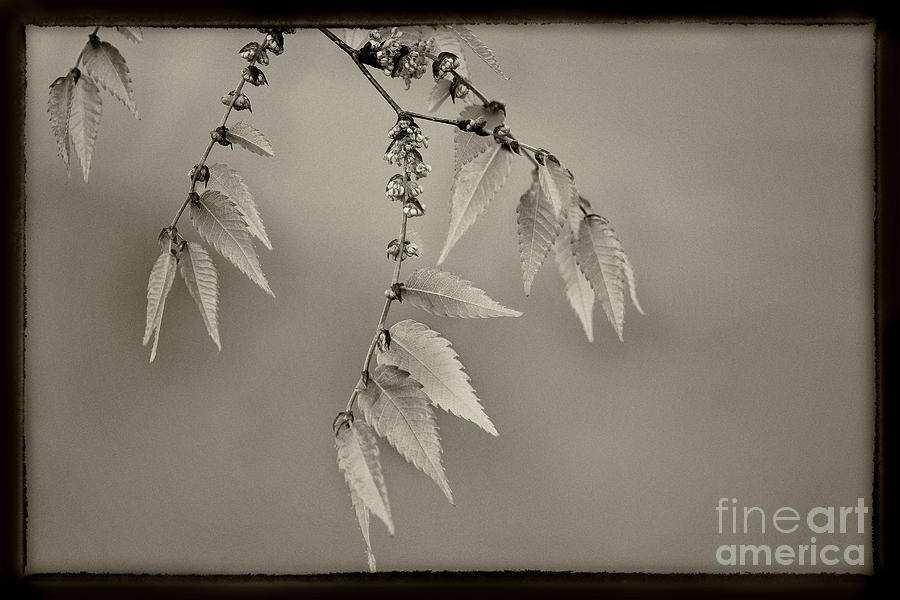 Spring Leaves Sepia Photograph by Karen Adams