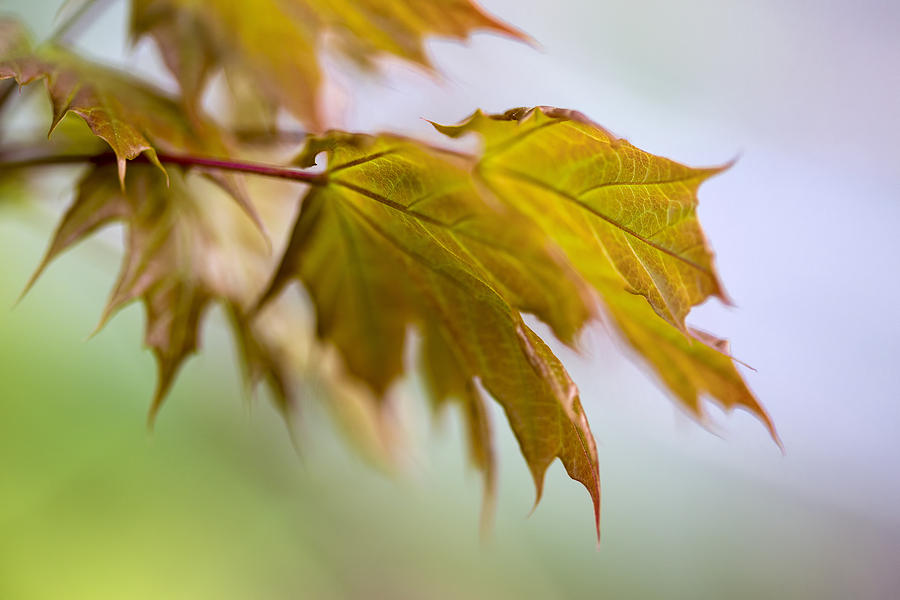 Spring Leaves Photograph by Tom Singleton