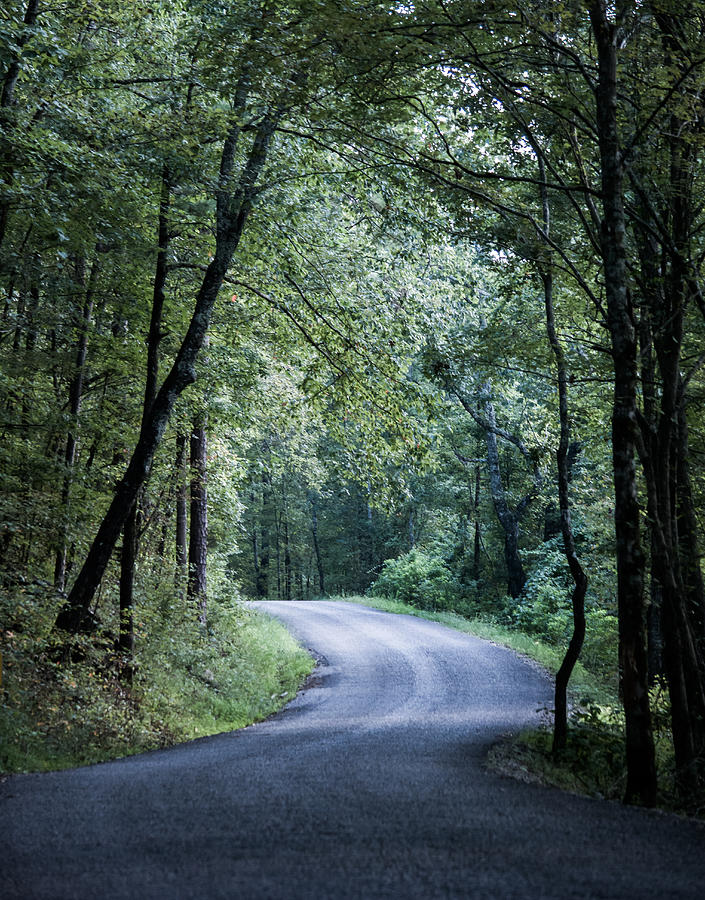 Spring Light on a Forest Road Photograph by Parker Cunningham