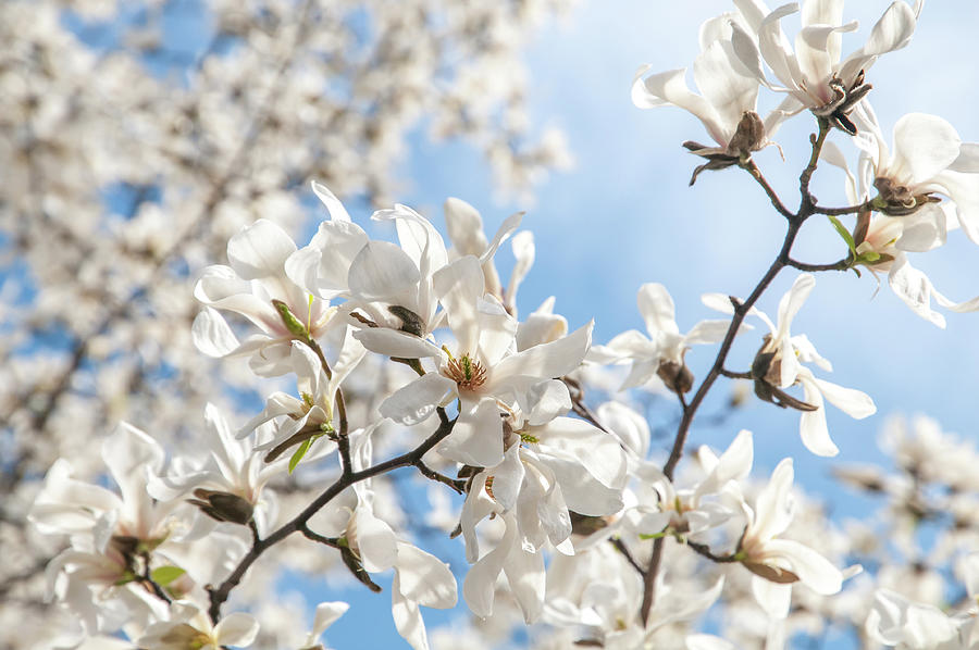 Spring Lightness. White Magnolia Photograph by Jenny Rainbow