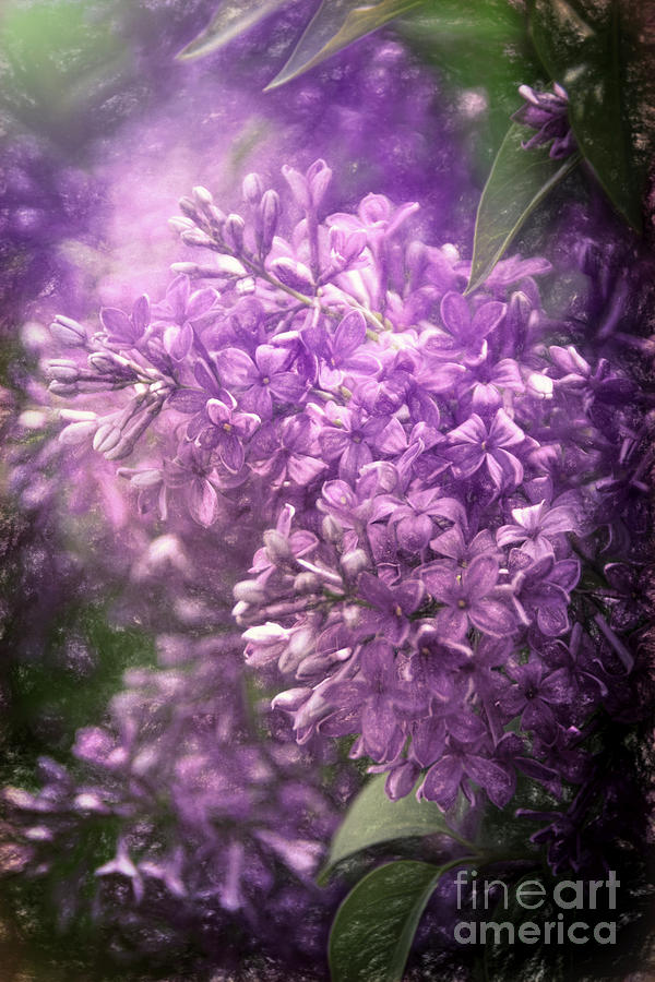Spring Lilac Burst Painting by Janice Pariza