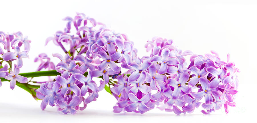 Flower Photograph - Spring lilac flowers blooming isolated on white by Michal Bednarek