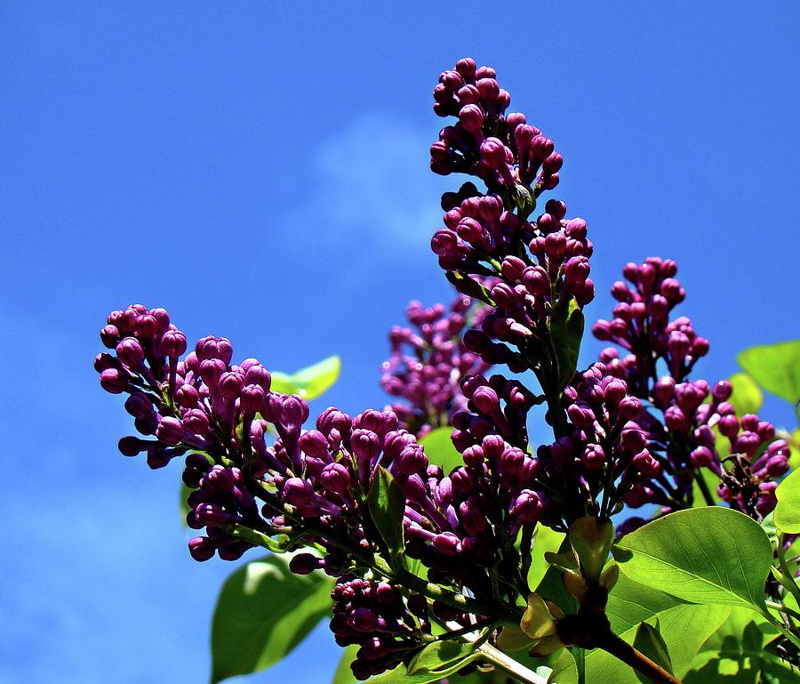 Spring Lilac Photograph by Nick Kloepping