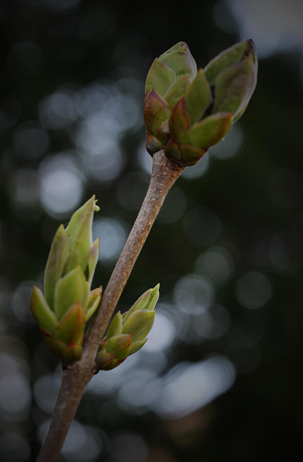 Spring Lilac Photograph by Richard Andrews