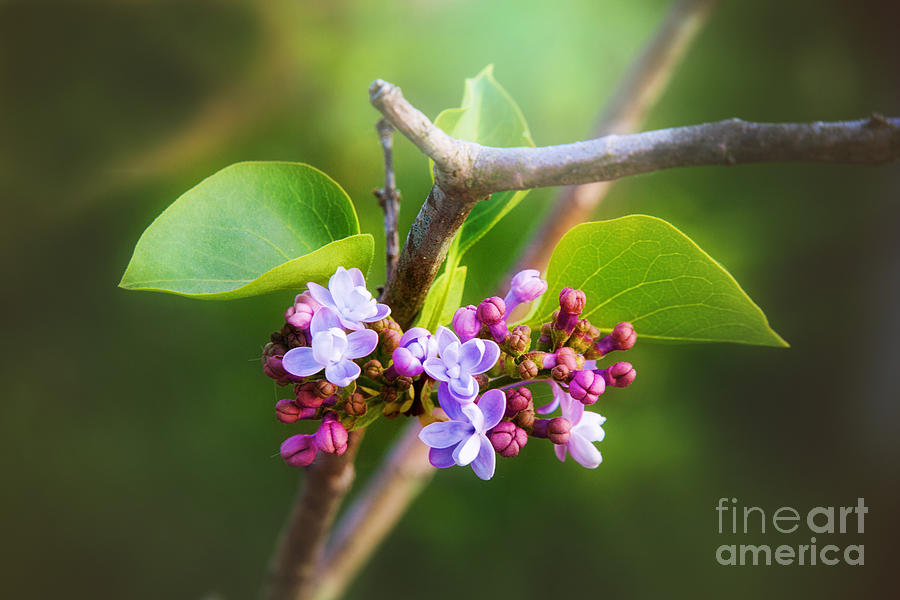 Spring Lilac  Photograph by Sharon McConnell