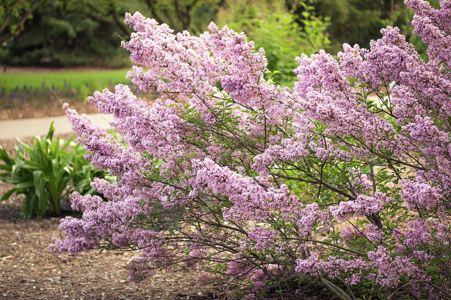 Spring Lilacs In Full Bloom Photograph
