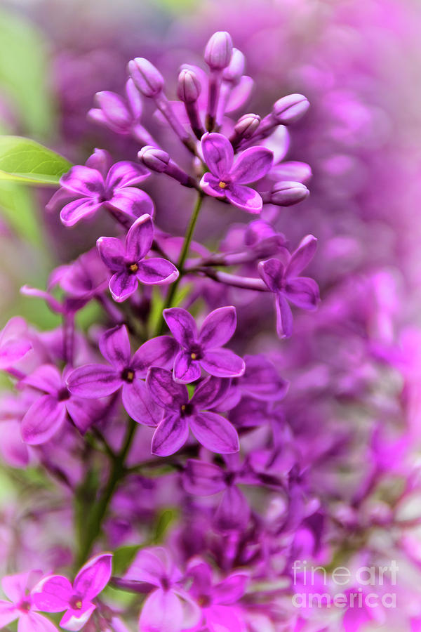 Spring Lilacs Photograph by Janice Pariza