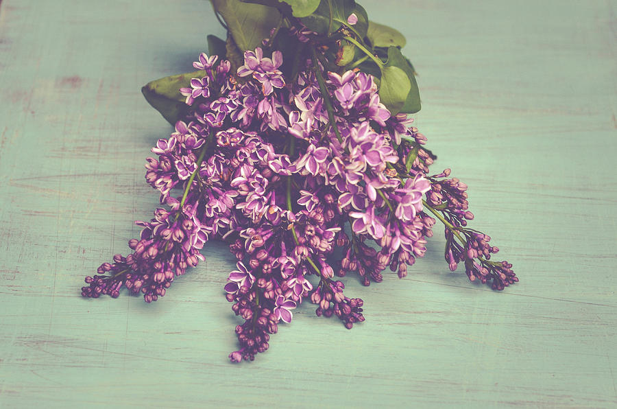 Flower Photograph - Spring Lilacs by Olivia StClaire
