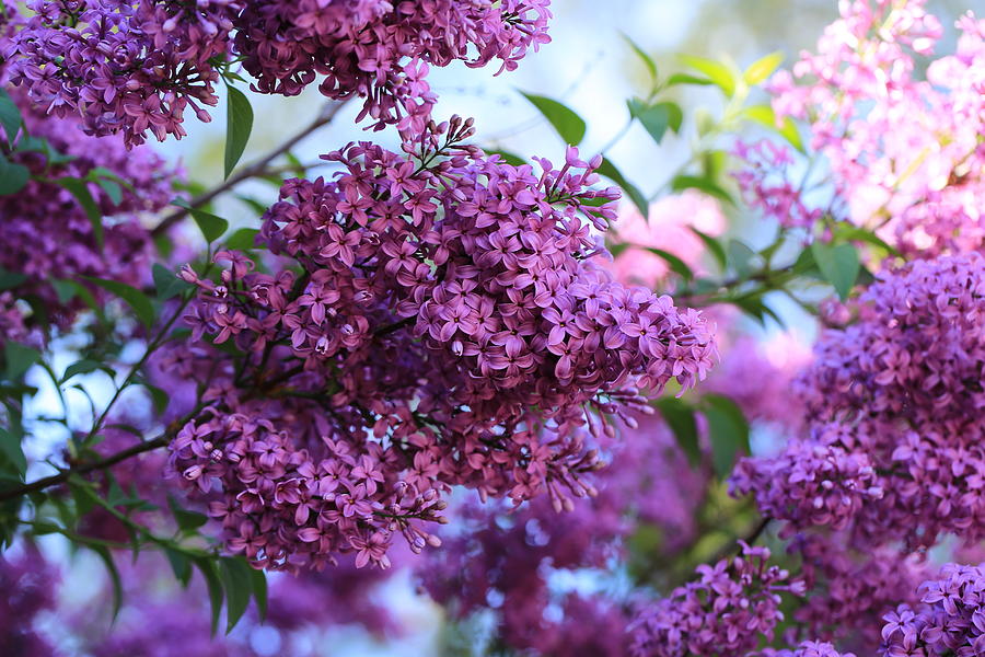 Spring Lilacs Photograph by Lynn Hopwood