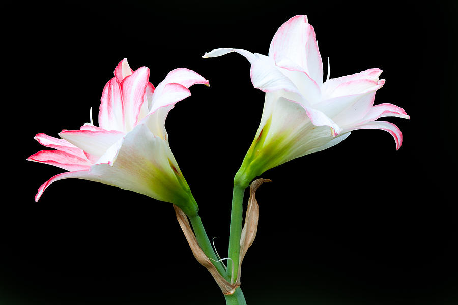 Spring Lilies Photograph by Ram Vasudev