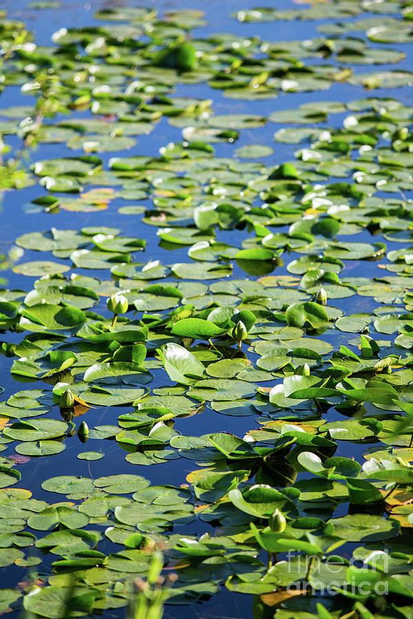 Spring Lily Pads Photograph
