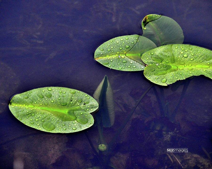 Spring Lily Pads Photograph by Susie Loechler