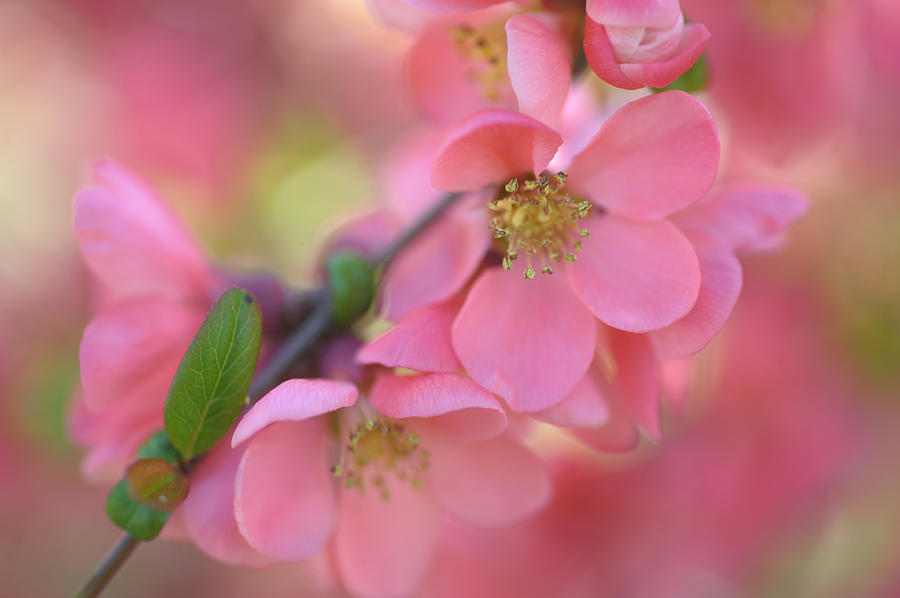 Spring Love Photograph by Jenny Rainbow