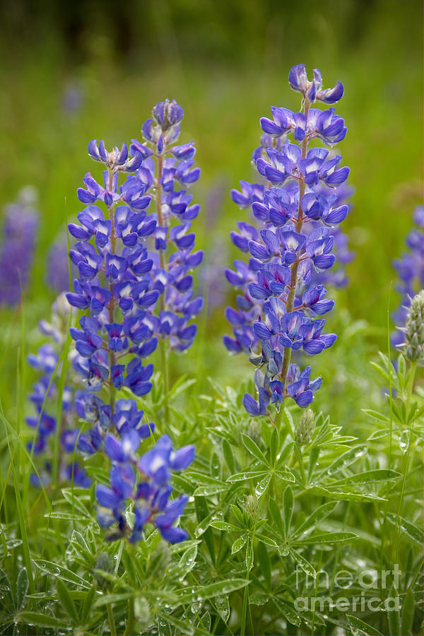 Spring Lupine Photograph by Idaho Scenic Images Linda Lantzy