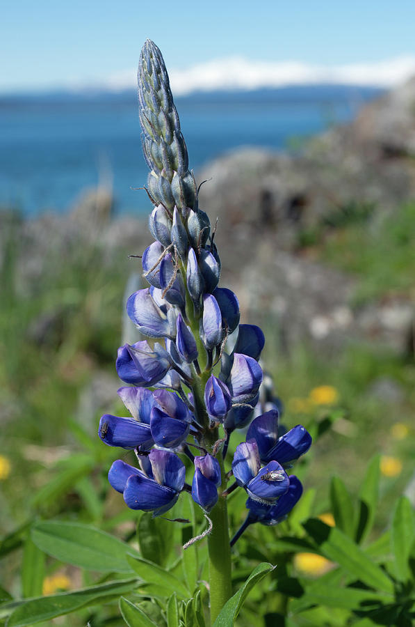 Spring Lupine - Point Louisa - Juneau Alaska Photograph by Cathy Mahnke