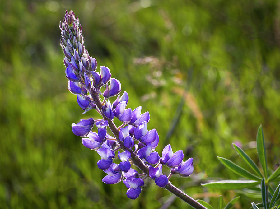 Spring Lupine Photograph by Steven Clark