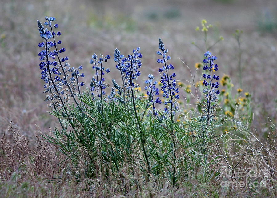 Spring Photograph - Spring Lupines in Cheat Grass by Carol Groenen