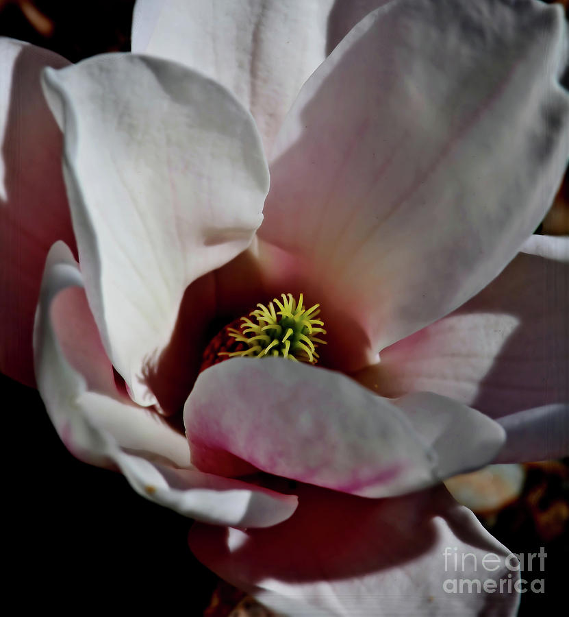 Spring Magnolia 2 Photograph