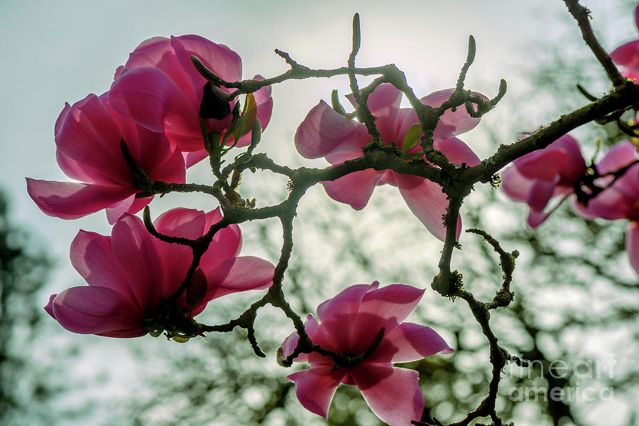 Spring Magnolia 5 Photograph
