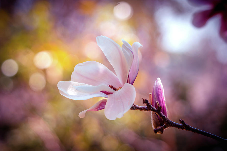 Spring Magnolia Bloom Photograph by Lilia S