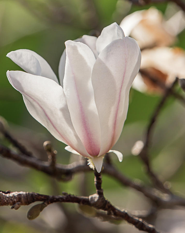 Spring Magnolia in Dallas Photograph by Teresa Wilson