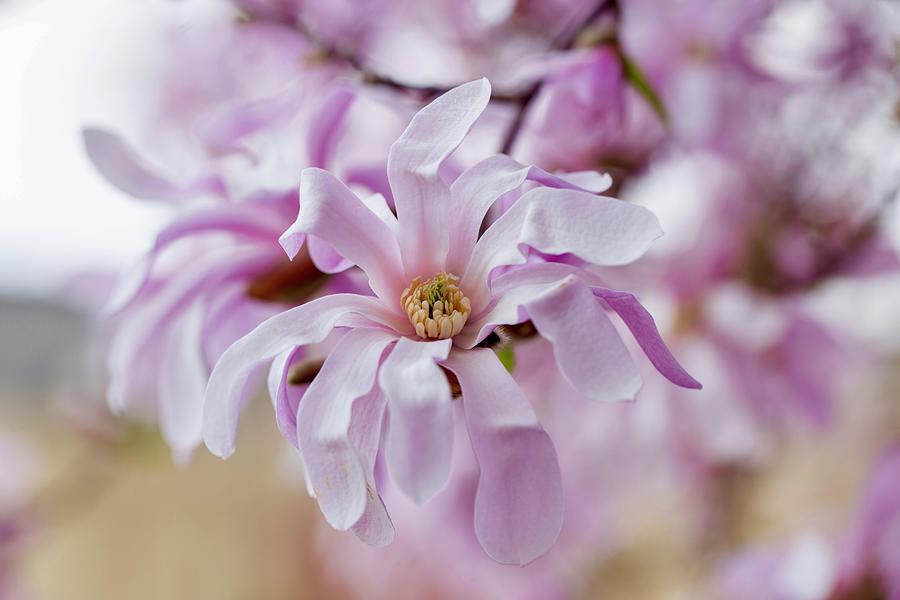 Spring magnolia Photograph by Lynn Hopwood