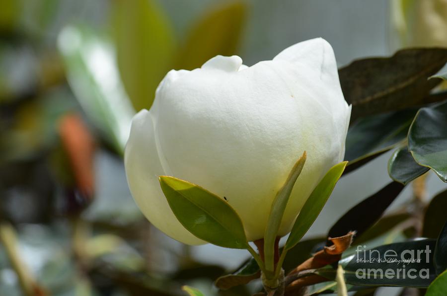Spring Magnolia Photograph by Maria Urso
